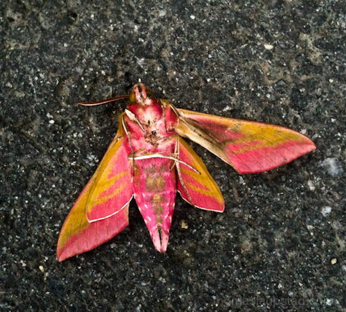 Picture of Elephant Hawk-moth (Deilephila elpenor) photographed in Oslo