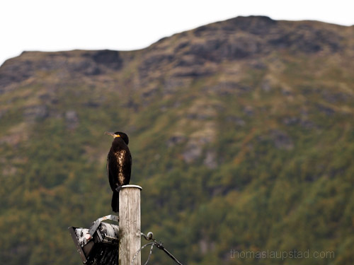 Picture of Great Cormorant (Phalacrocorax carbo) sitting on lamp post