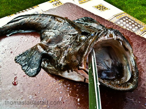 Picture of angler fish (Lophius piscatorius) caught in herring net