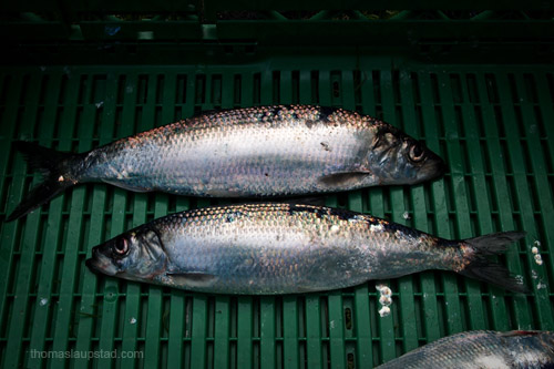 Picture of Atlantic herring (Clupea harengus) fish caught in Northern Norway