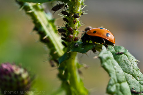 Macro picture of ladybug/ladybird (Coccinellidae) hunting plant lice