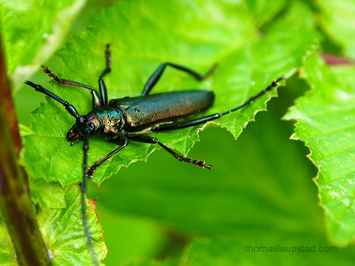 Picture of musk beetle (Aromia moschata)