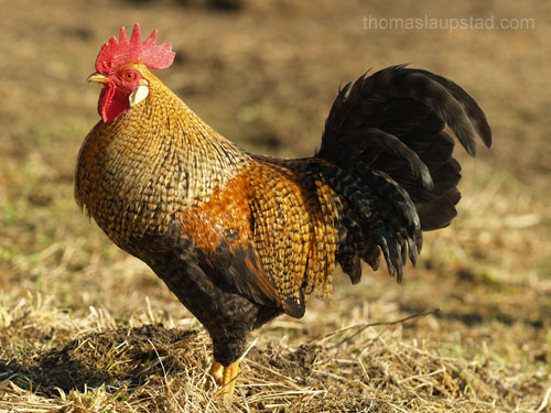 picture of rooster (Gallus gallus domesticus)