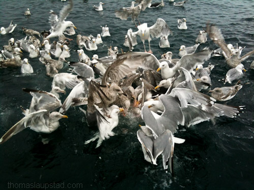 Pictures of eating frenzy seagulls on the sea in Northern Norway
