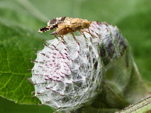 Macro picture of Tephritis bardanae fly on a burdock plant