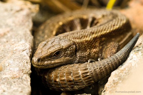 Close up picture of viviparous lizard / common lizard (Zootoca vivipara)