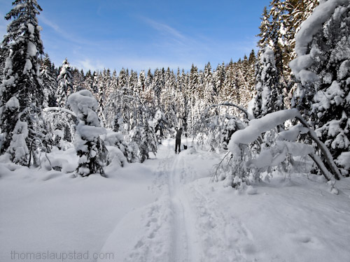 Picture of winter landscape in Oslo - Skiing in Nordmarka
