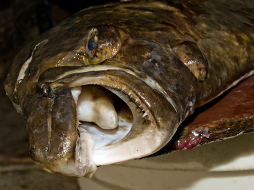 Nærbilde av kveite (Hippoglossus hippoglossus) fisket på stang i Nord Norge