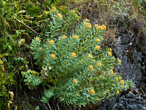 Bilde av rosenrot planter (Rhodiola rosea) - Naturens egen viagra